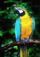 Blue and Gold Macaw