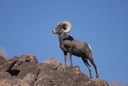 Desert Bighorn Sheep as Torosaurus