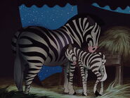 Plains Zebra (Equus quagga)