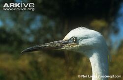 Head-portrait-of-little-egret.jpg