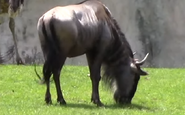 Indianapolis Zoo Wildebeest