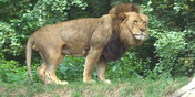 Pittsburgh Zoo Lion