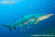Sand-tiger-shark-swimming.jpg
