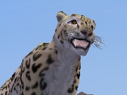 Snow-leopard-zootycoon2018