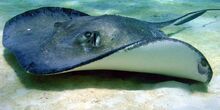 Southern-stingray-Large.jpg