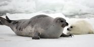 Subject-harp seal