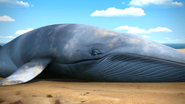 TTTE Whale