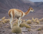 Vicuña