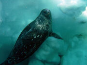 Weddell seal.jpg
