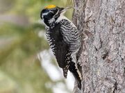 American three-toed woodpecker.jpg