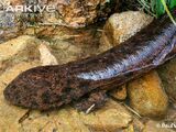 Japanese Giant Salamander