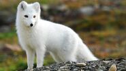 Arctic Fox as Fennec Fox