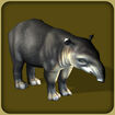 Baird's Tapir