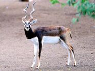 Blackbuck