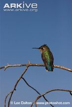 Female-bee-hummingbird-perched-on-a-branch.jpg