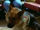 German Shepherd (Dr. Dolittle)