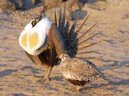 Greater Sage Grouse as Vulturine Guineafowl