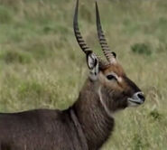 Waterbuck as Hadrosaurus