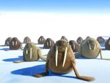 Walrus Leader