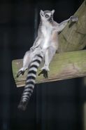 Lemur, Ring Tailed