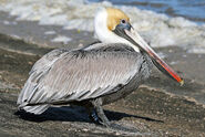 Brown Pelican as Pterodaustro