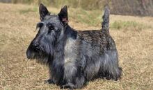 Scottish-Terrier-4-645mk062811.jpg
