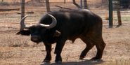 Vic the African Cape Buffalo (J.B. Smoove)