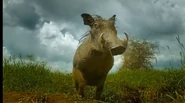 Central African Warthog as Shawman Nyambo