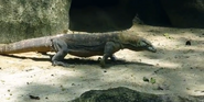 Singapore Zoo Komodo Dragon