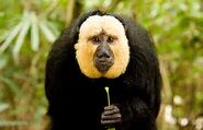 White-faced saki