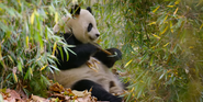 Giant Panda