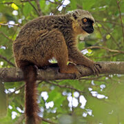 Brown Lemur