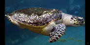 Columbus Zoo Sea Turtle