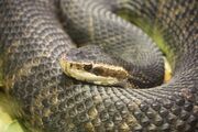 Cottonmouth.jpg