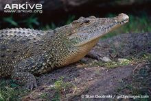 Cuban-crocodile-on-nest-mound.jpg
