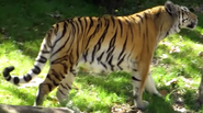 Bengal Tiger (Panthera tigris tigris)