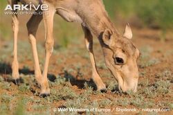 Female-saiga-antelope-feeding.jpg