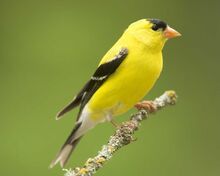 Goldfinch, American.jpg