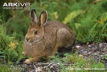 Hare, Snowshoe.jpg