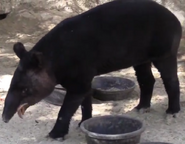 LA Zoo Mountain Tapir