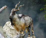 Markhor as Sable Antelope