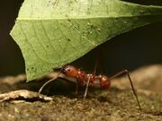 Leaf-cutter-ant 604 600x450.jpg