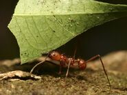 Leaf-cutter-ant 604 600x450