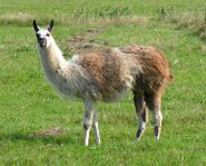 Llama as Reg