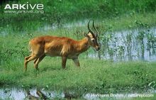 Male-puku-in-wetland-habitat.jpg