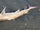 Spotted Estuary Smooth-Hound