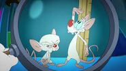 Pinky and The Brain 2020