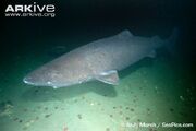 Shark, Greenland.jpg