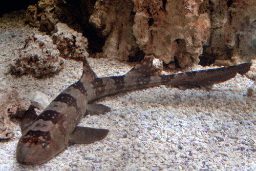 baby white spotted bamboo shark