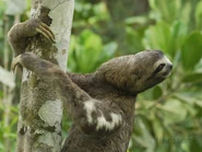 Brown-Throated Sloth as Ken
